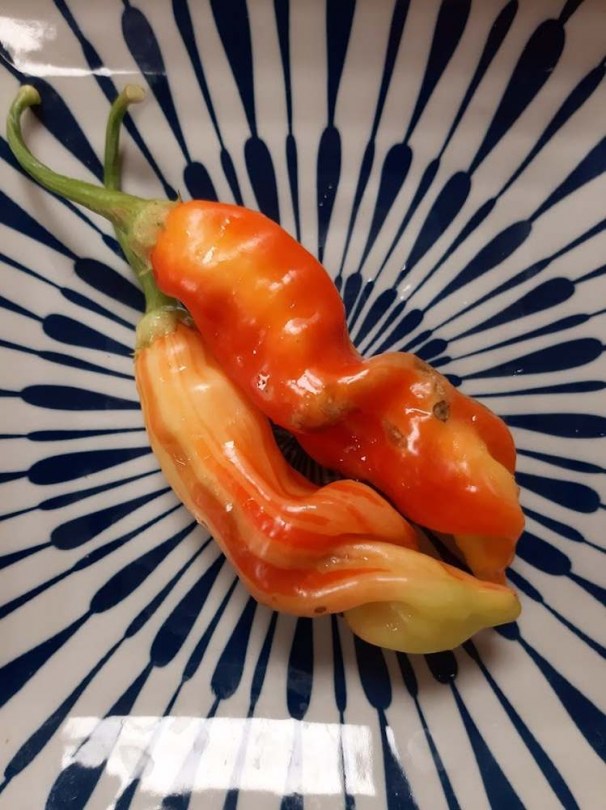 Sugar Rush Stripey paprika  - Csípős paprika ritkaságok az Egzotikus Növények Stúdiója kínálatában